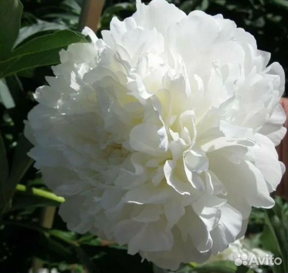 Легендарный пион Сара Бернар Белый