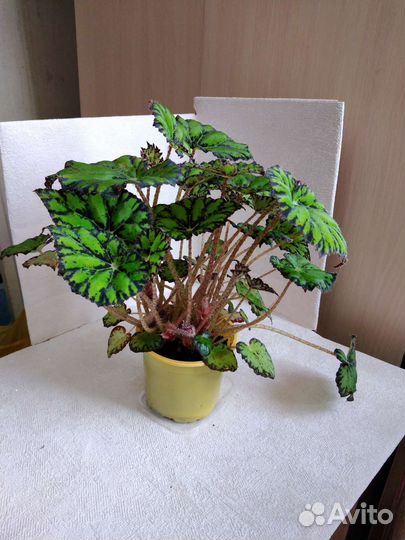 Бегония тигровая декоративнолиственная