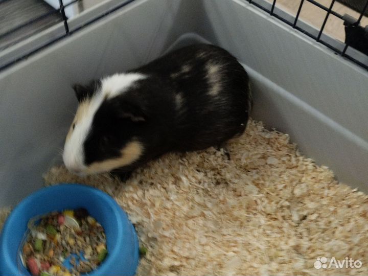 Морская свинка мальчик