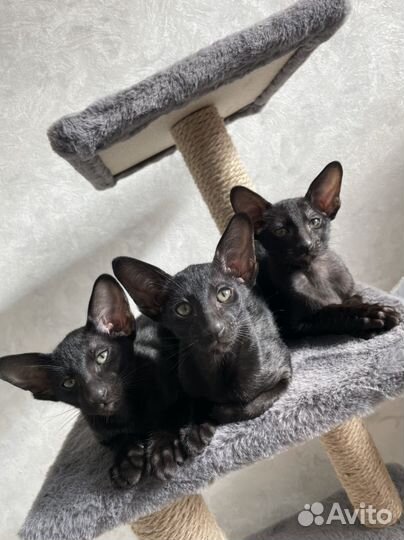 Ориентальная