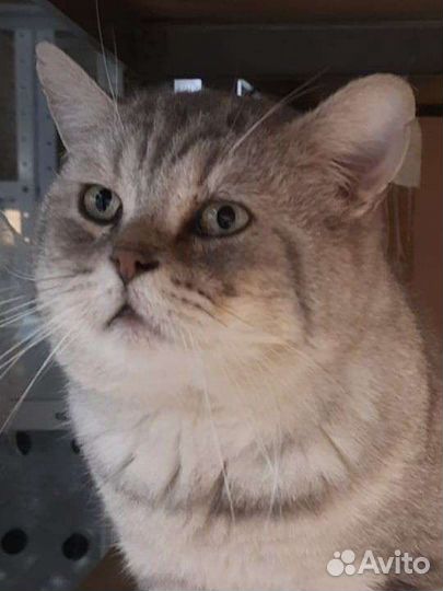 Британский кот