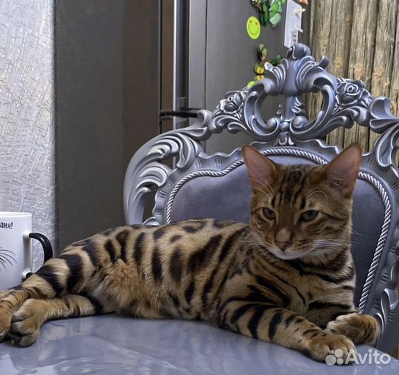 Бенгальский кот