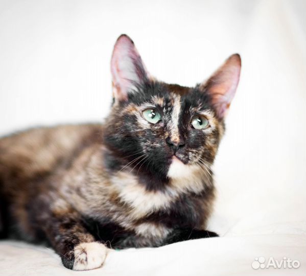 Кошечка подкидыш ждёт свою семью