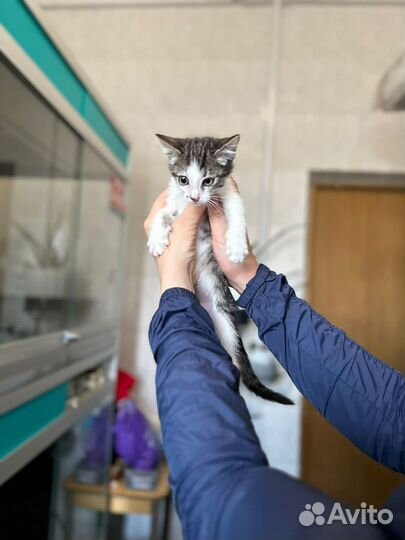 Спасите котенка из приюта