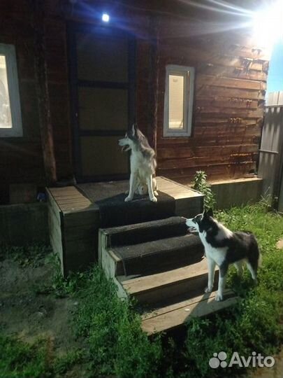 Сибирский хаски