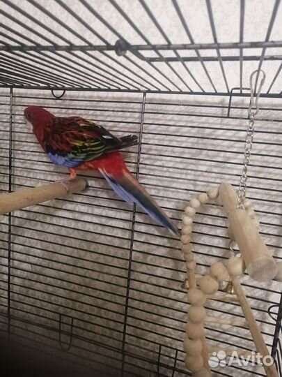 Попугай розелла