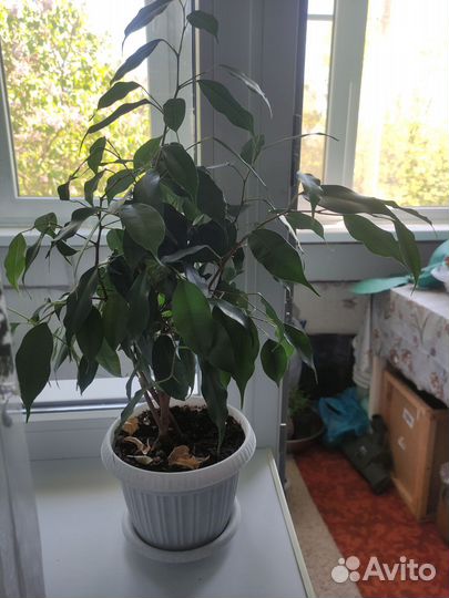 Фикус бенджамина