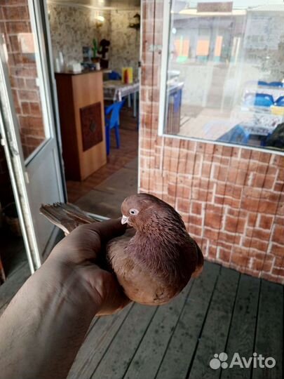 Голубь домашний