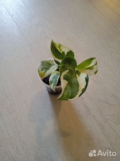 Эпипремнум, сциндапсус, филодендрон