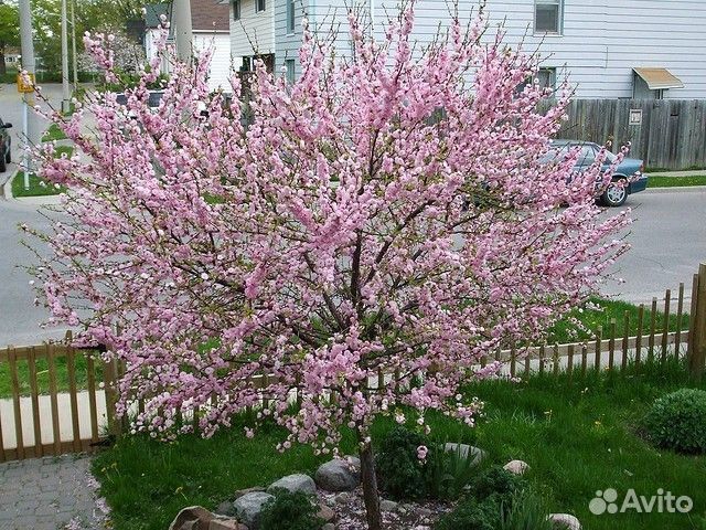 Минут Веснянка