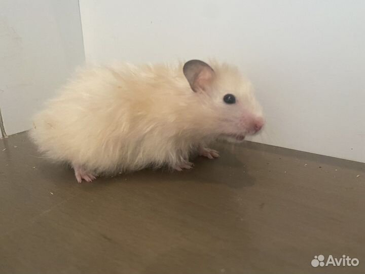 Сирийский хомяк