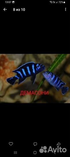 Малавийские цихлиды