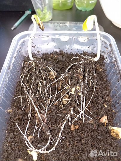 Калифорнийские черви