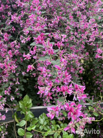 Леспедеца двуцветная, леспедеца двухцветная, медон