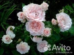 Роза флорибунда Иоганн Штраус