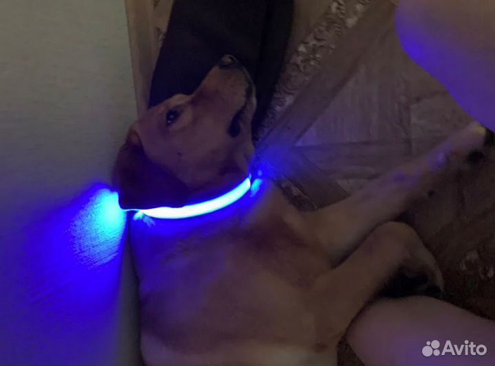 Ошейник для собак