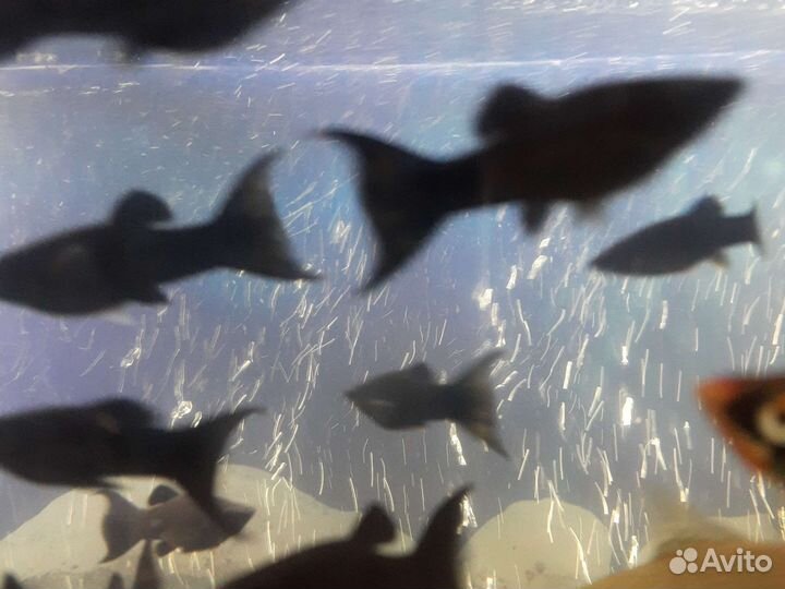 Аквариумные рыбки собственного разведения