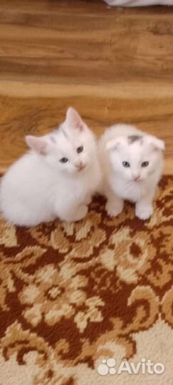 Вислоухие котята