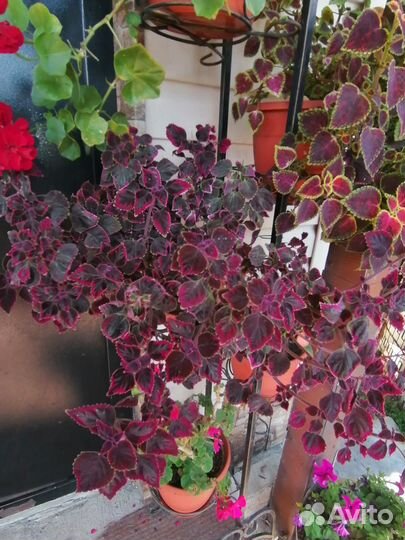 Колеусы рассада