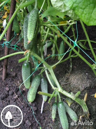 Семена ранних огурцов из Испании