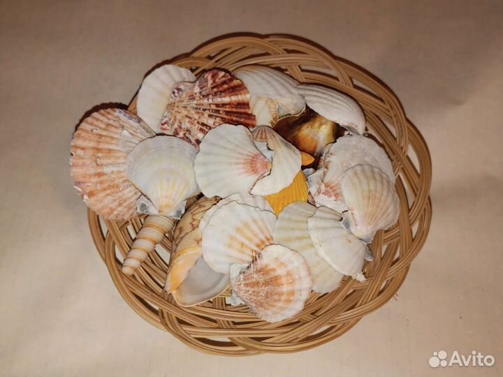 Морские ракушки