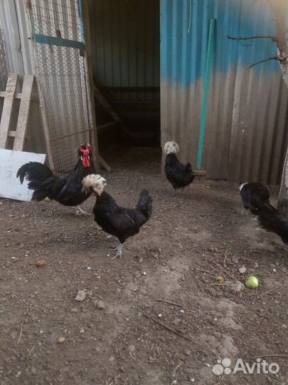 Куры хохлатые декоративные