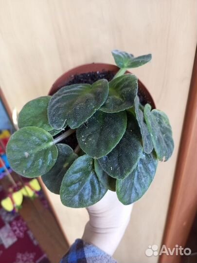 Фиалка, спатифилум