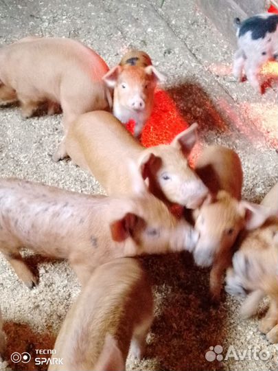 Поросята в наличии