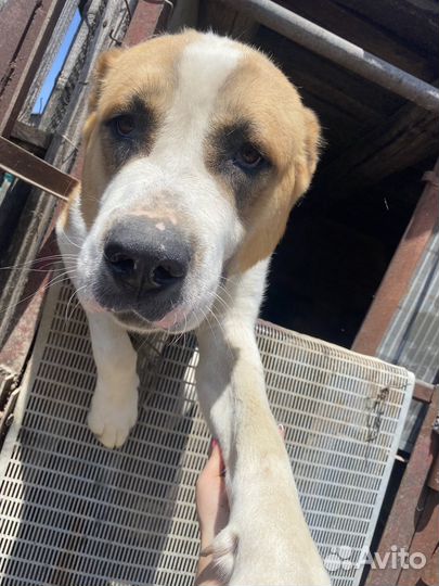 Ищем невесту (среднеазиатская овчарка)