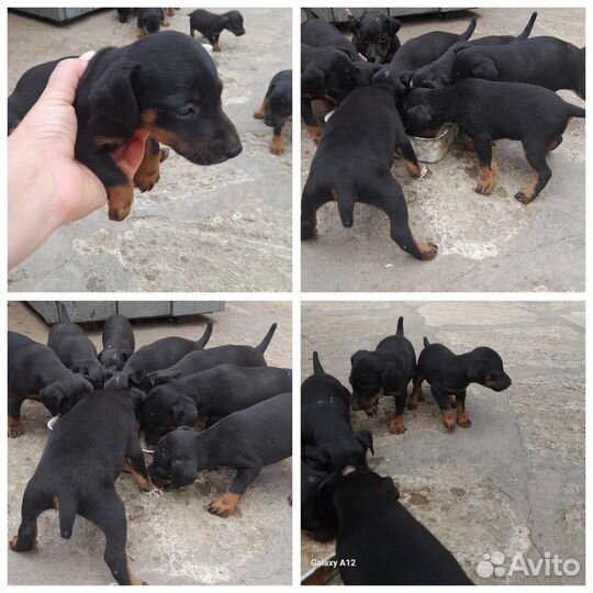 Щенки ягдтерьера