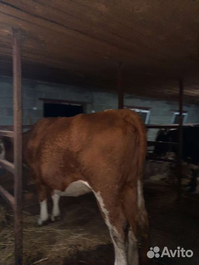 Корова, тёлки стельные