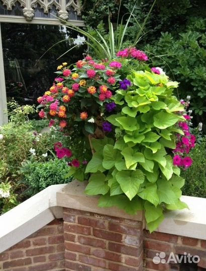 Ипомея батат