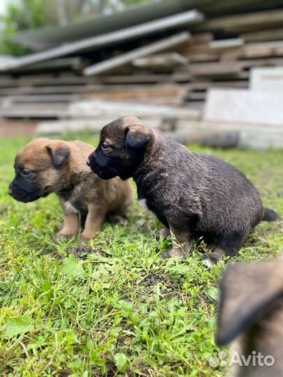 Собака Балкарской породы