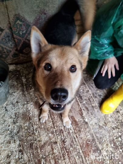 Феникс. Красавец и добряк. Приют Некрасовка