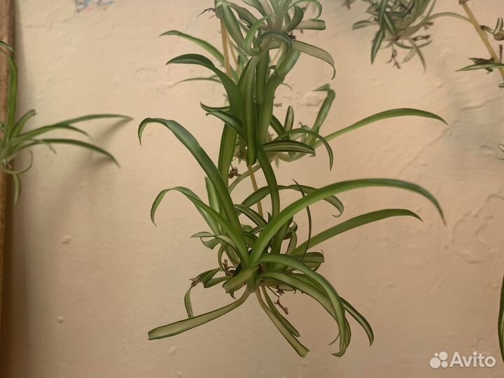 Хлорофитум