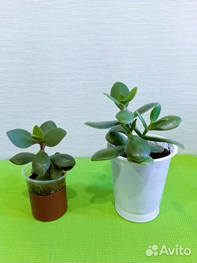 Толстянка - денежное дерево