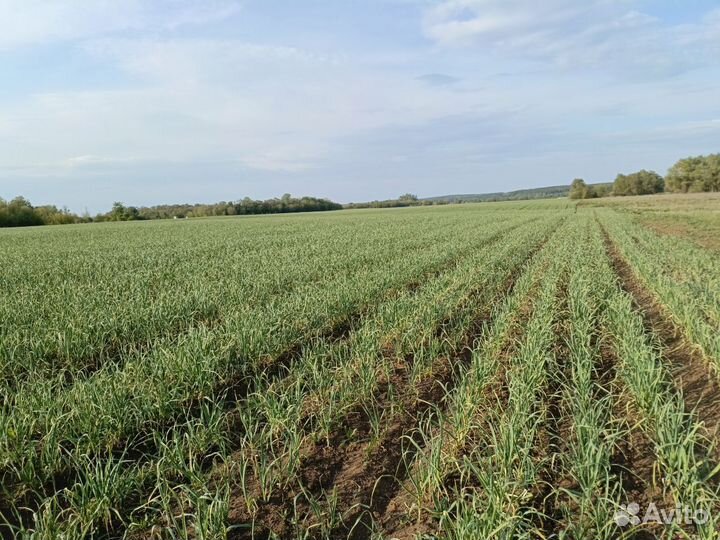 Чеснок озимый опт