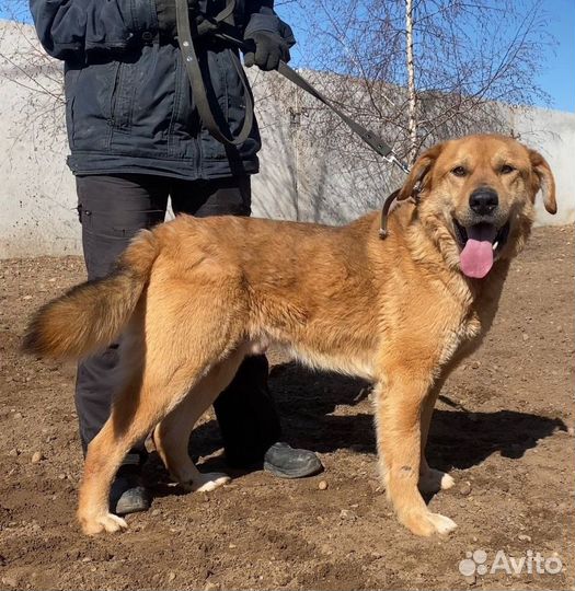 Крупный рыжий красавец в частный дом