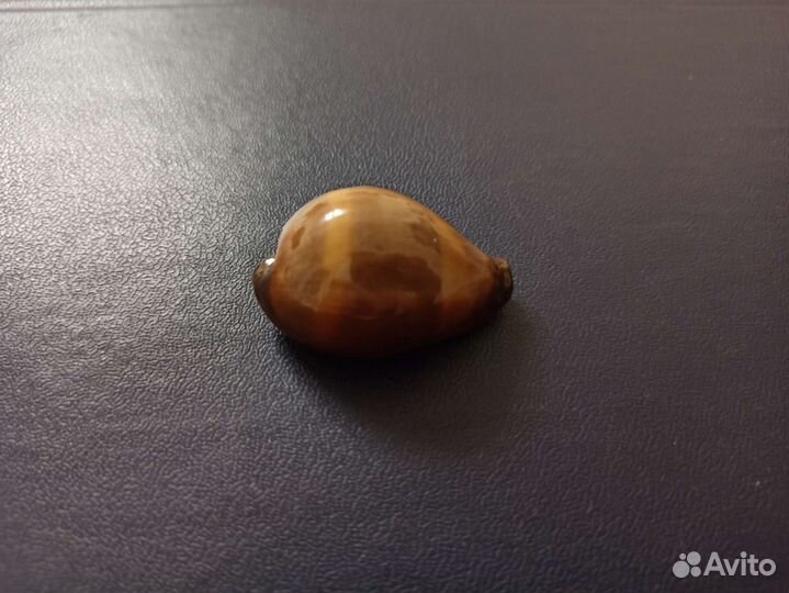 Морская раковина