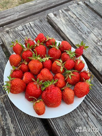 Рассада клубники в стаканах, укорененные усы