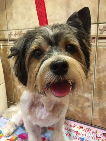 Стрижка собак