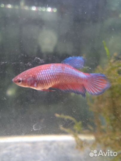 Рыбка петушок