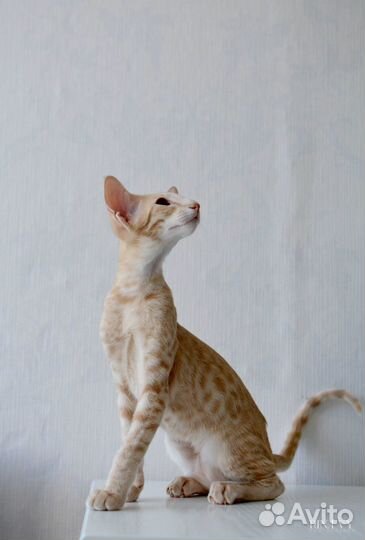 Фотограф анималист