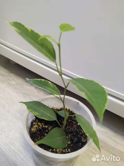 Фикус бенджамина, фикус Наташа