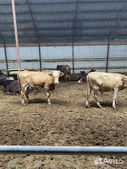 Телята бычки