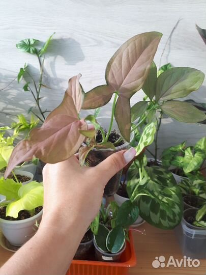 Сингониумы сортовые