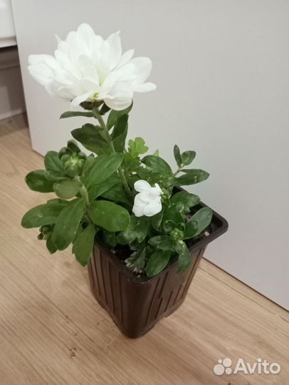 Хризантема белая