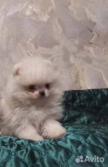 Щенки шпица мини мишки