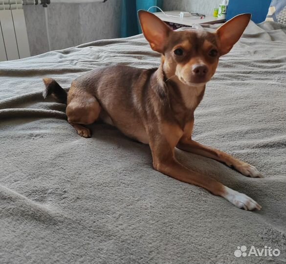 Вязка