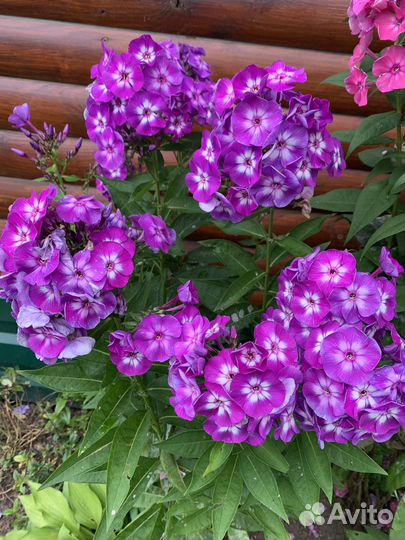 Флоксы метельчатые